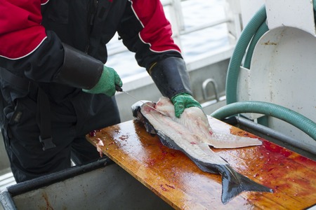 Fish Cutting Safety Tips  Tario & Associates, P.S.